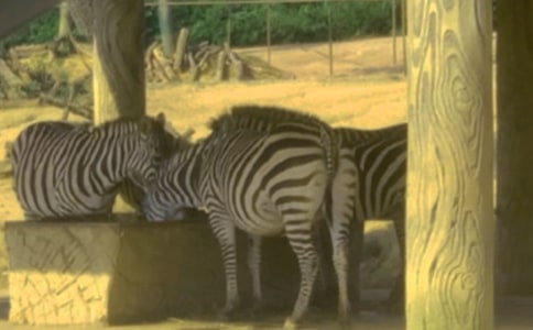 ������g�����R���̰�