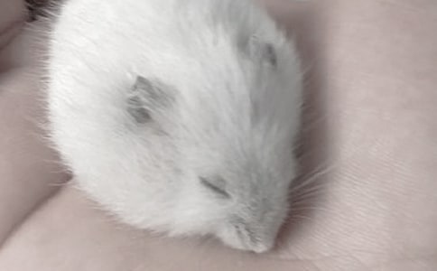 }ӛ15ƪ