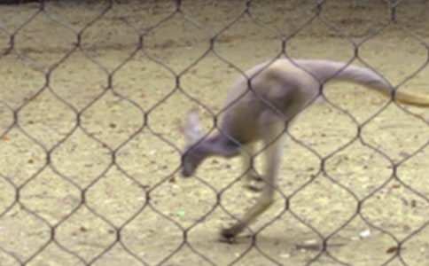 �����󌚌��\Ƥ���׃�����w���̰�