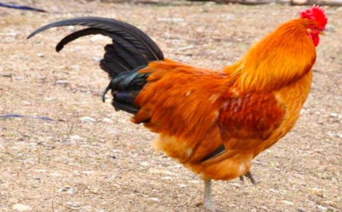 öĹuģͨ30ƪ
