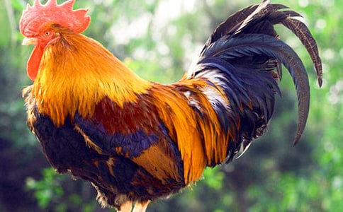 Ĵu