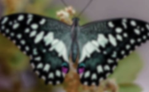 ݺľ29