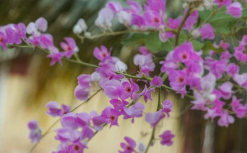 ġҲĻ䡷