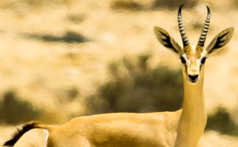 ������ľ�񡷣�����A��