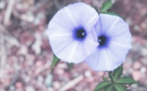 Pţ