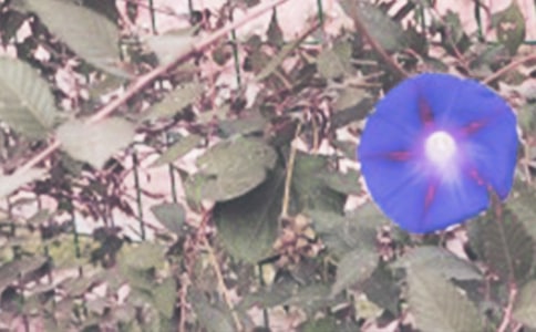 ϲgţƪ