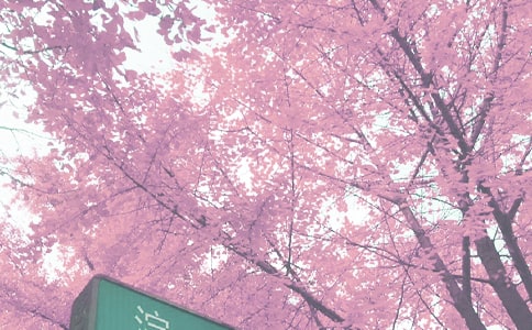 СW＾W꠹Ӌͨ12ƪ