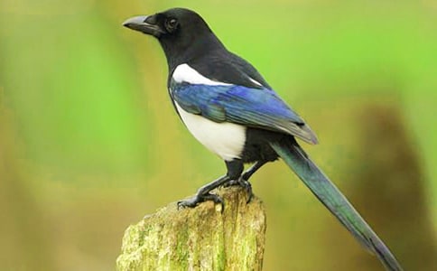 �P��ϲ�o����8ƪ