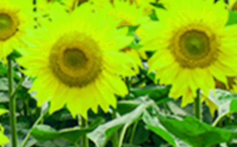 տĊWĳã8ƪ
