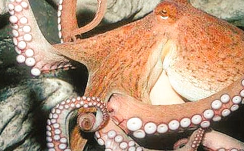 ���g���~С��̰�