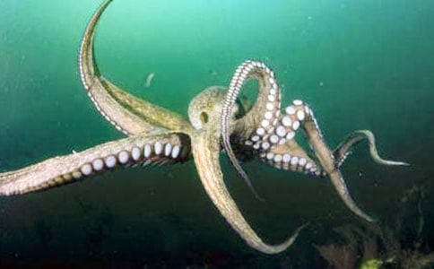 ���~���g�̰�