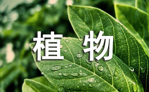 茑ֲСW(xu)ąR10ƪ