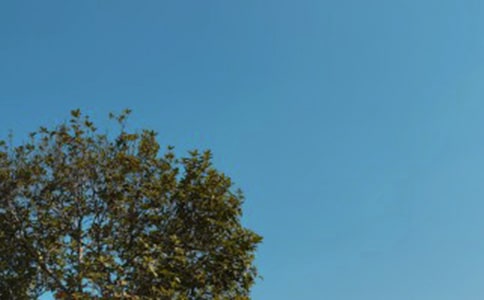 �茑����ľ���