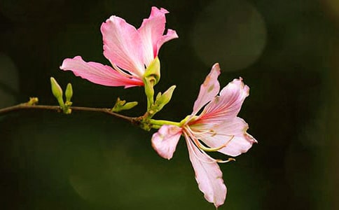 �茑���G���ľ���